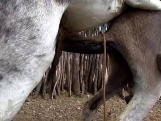 Donki Ka Xxx - Donkeys Cock Free Sex Videos - Watch Beautiful and Exciting Donkeys Cock  Porn at anybunny.com