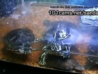 Me Showing My Pet Turtles Naked  Webcams
