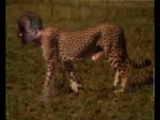 Gepard Cheetah Pornhub Wild Cat Kitty Wilde Katze Wildkatze Raubtier Nackt