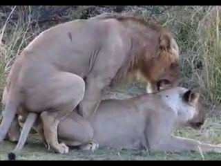 320px x 240px - Sunt Lion Sex Free Sex Videos - Watch Beautiful and Exciting Sunt Lion Sex  Porn at anybunny.com
